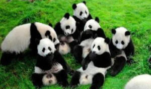 Planning the Perfect Sichuan Trip for Parents and Kids