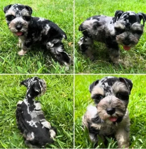 Maltipoo Breeders Ontario: How to Choose Ethical and Reliable Sellers